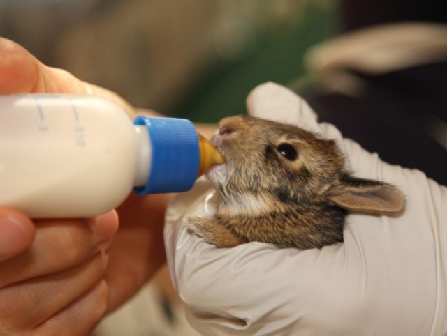 1200-92874260-baby-rabbit-drinking-milk.jpg