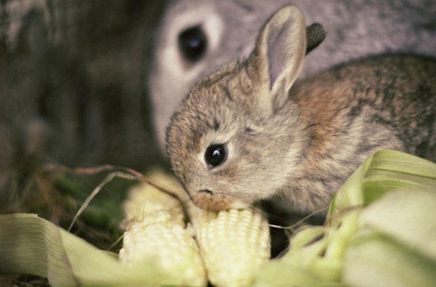 Можно ли кроликам давать волосы от кукурузы