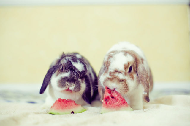 Кролик ест арбуз