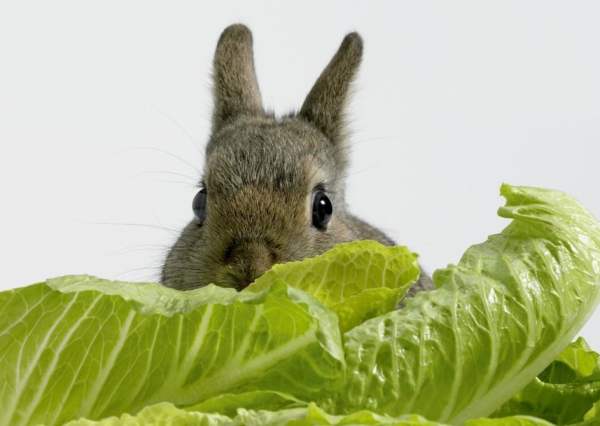 Кролик с салатом
