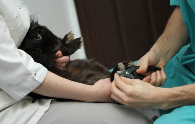 Ветеринар стрижет кролику когти