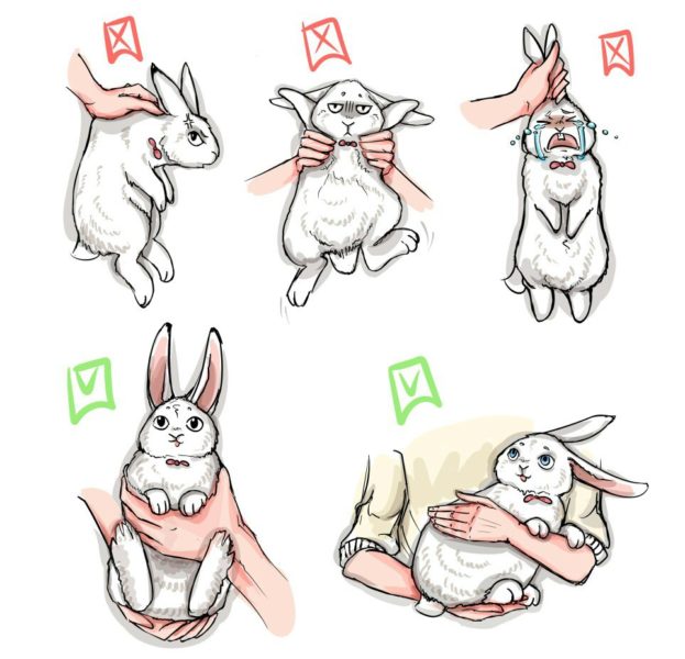 Как правильно держать кролика