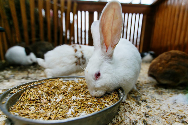 Кролик ест зерно