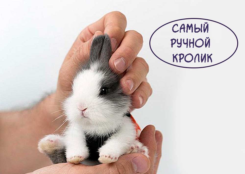 Как-приручить-кролика https://pushistiymir.ru/