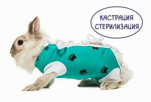 Кастрация-и-стререлизация-кроликовhttps://pushistiymir.ru/