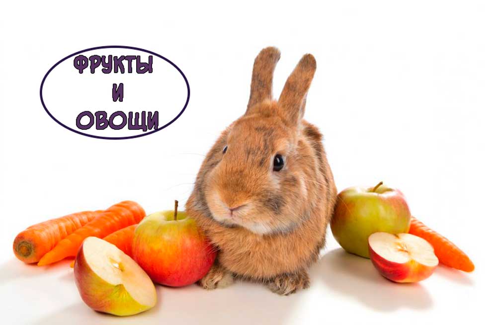 Кролик ест овощи и фрукты