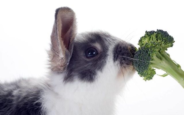 Кролик ест брокколи