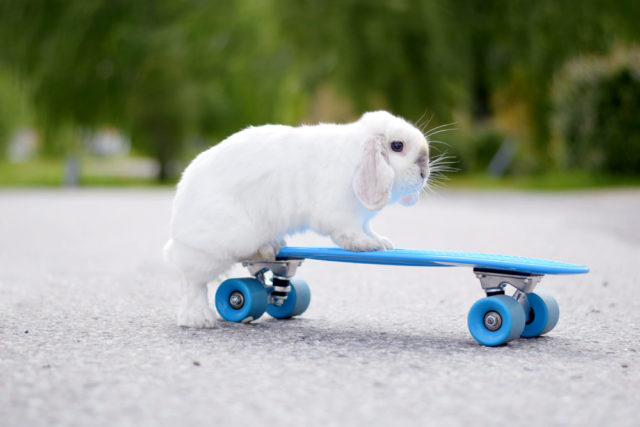 Кролик на скейте