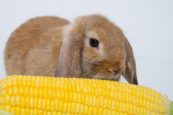 Кролик с початком кукурузы