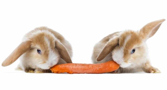 пара кроликов едят морковку