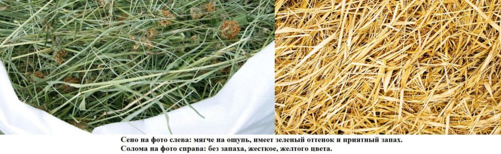 Сено и солома разница. Разница сена и соломы. Сено от соломы. Чем отличается сено от соломы.