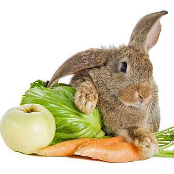 Кролик и овощи