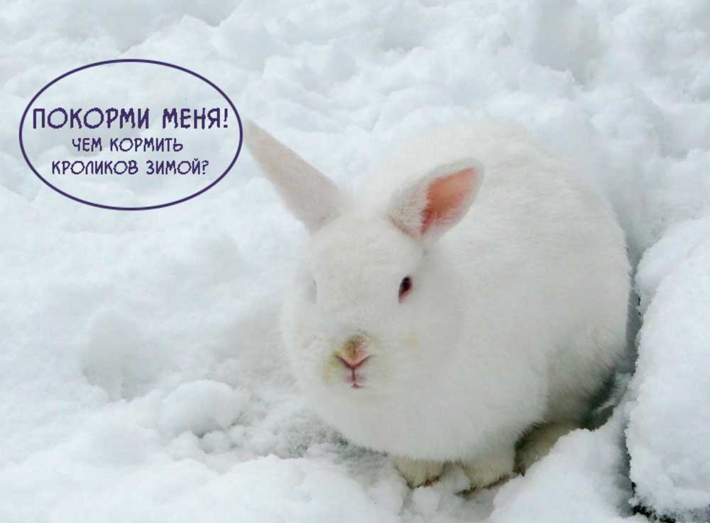 Чем-кормить-кроликов-зимойhttps://pushistiymir.ru/