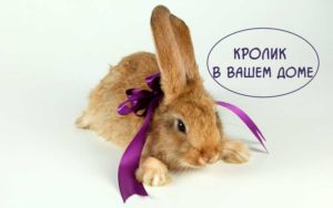 Декоративный-кролик-в-ломе-уход-и-содержание https://pushistiymir.ru/