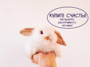 Как-выбрать-и-купить-декоративного-кролика https://pushistiymir.ru/