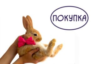 Как-купить-кролика https://pushistiymir.ru