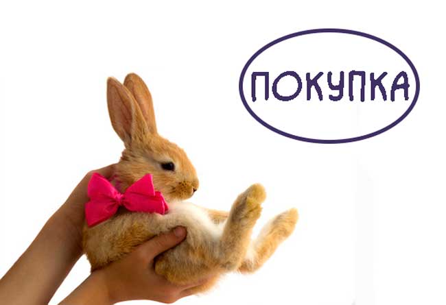 Как-купить-кролика https://pushistiymir.ru