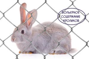 Вольерное-содержание-кроликов https://pushistiymir.ru