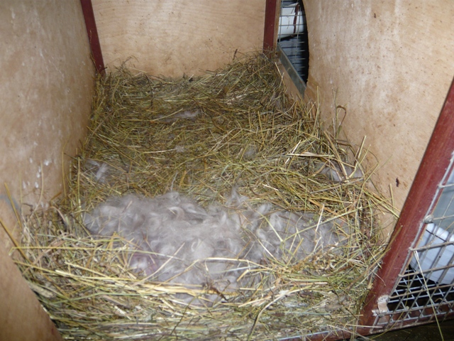 Гнездо крольчихи