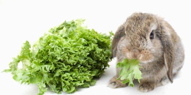 Кормление кроликов зеленым салатом