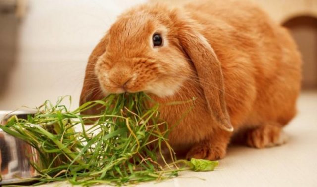 Кролик ест сено