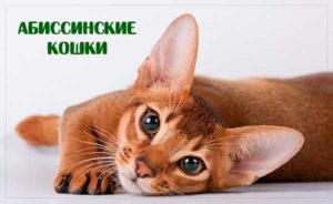 Абиссинская кошка https://pushistiymir.ru/