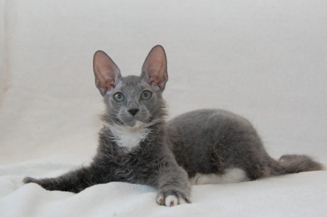 Донской браш