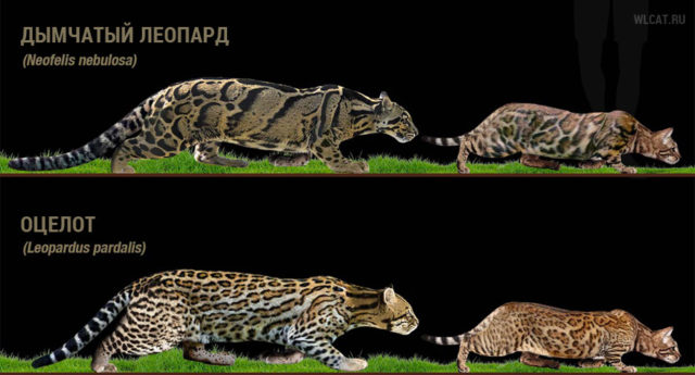 bengal-cat-rosettes-wildcats.jpg