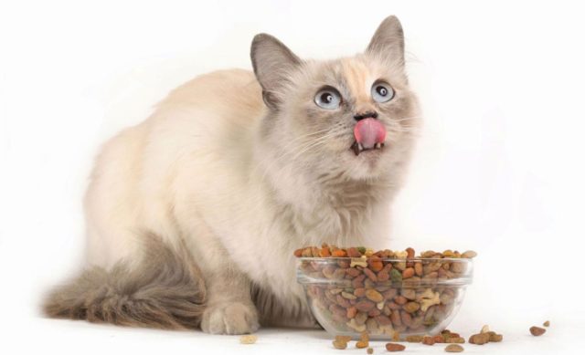 Кот ест сухой корм 