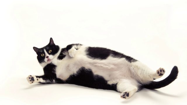 Кот с ожирением 