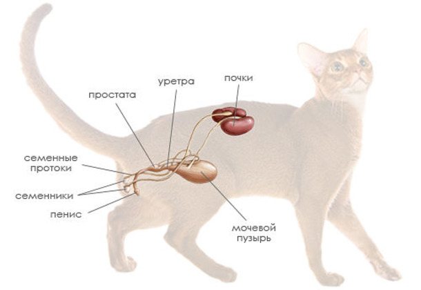 Мочевыделительная система котов