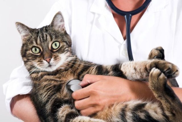 Кот на руках у ветеринара