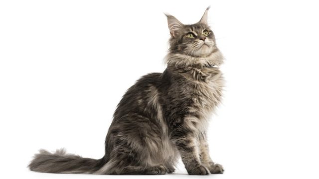 1518276607_maine-coon