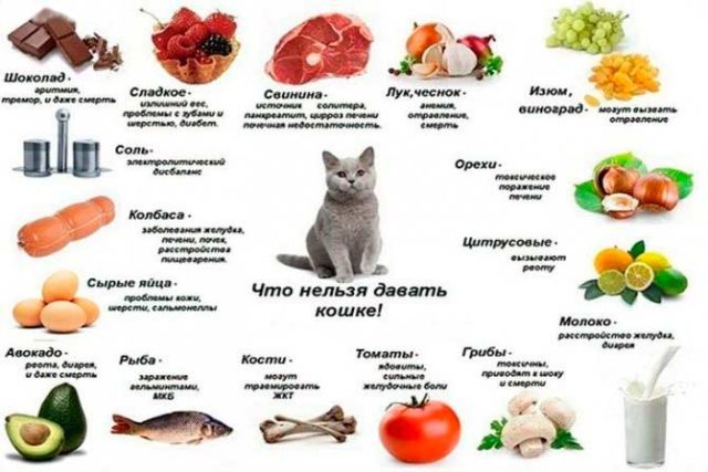 Запрещенные для кошек продукты
