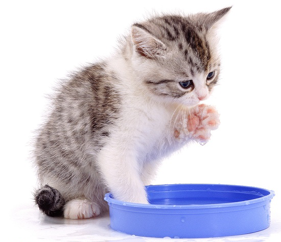 Котенок в миске с водой