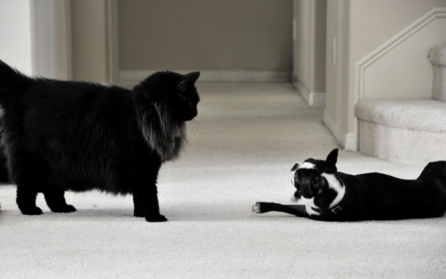 Animals___Cats_Black_Cat_Maine_Coon_and_a_dog_045545_