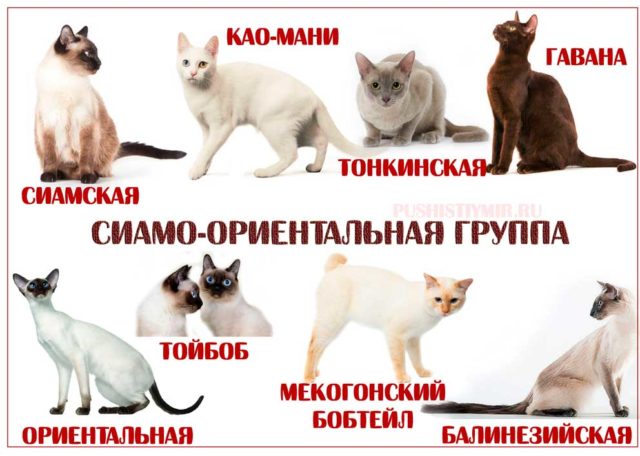 Сиамо-ориентальная группа кошек https://pushistiymir.ru