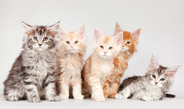Cats_Maine_Coon_Kittens_437081