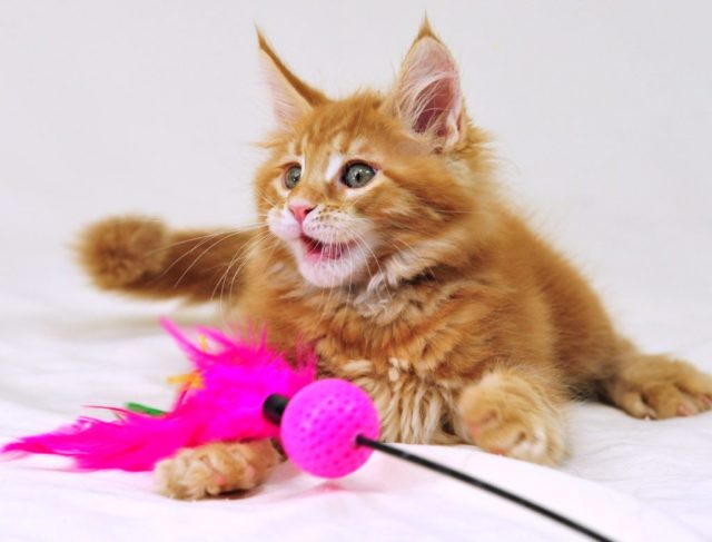 Yaban-hayat---Mobil-android-i--in-duvar-ka----d---110_cr