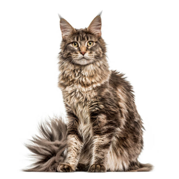 Maine Coon looking at the camera, isolated on white