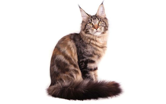 maine-coon-1 (1)