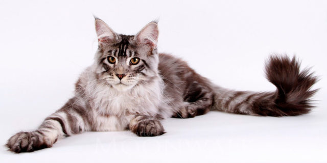 maine-coon-1