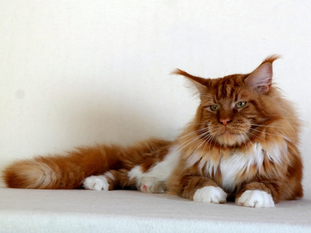 post-22247-0-45123100-1517380501