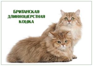 Британская