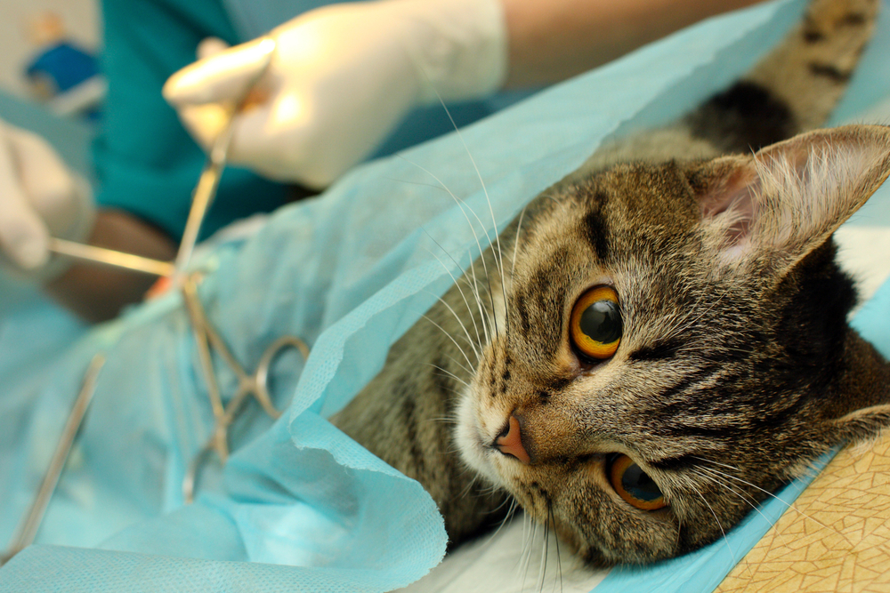 Плюсы и минусы стерилизации кошек